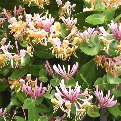 Orlovi nokti Inga, С2 slika 1 interface.art 8228