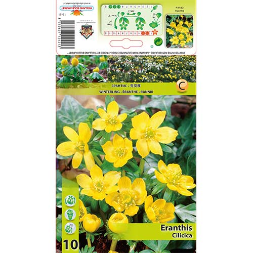 Ozimnica Cilicica slika 1 interface.art 70313