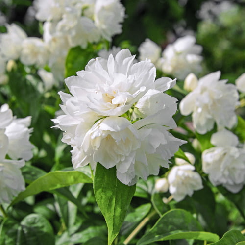 Pajasmin Minesota Snowflake slika 1 interface.art 2039