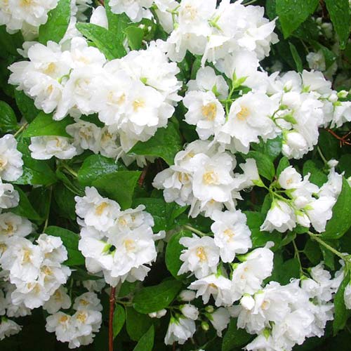 Pajasmin Mont Blanc slika 1 interface.art 9108