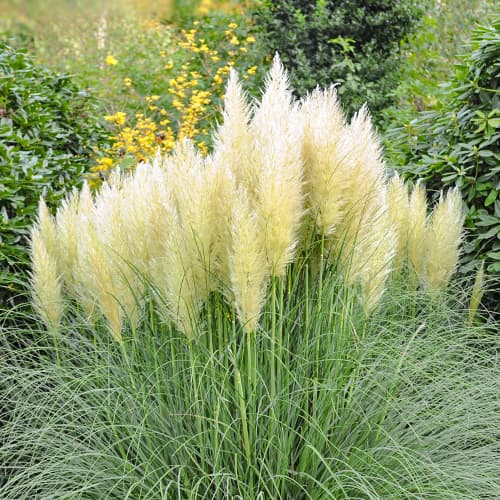 Pampasna trava Pumila, P9 slika 1 interface.art 5447