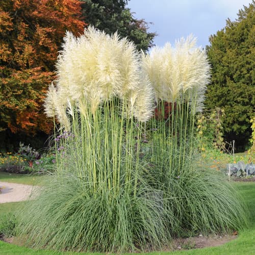 Pampasna trava White Feather, С2 slika 1 interface.art 4753