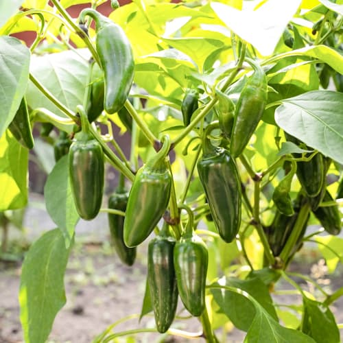 Paprika Cancan slika 1 interface.art 50068