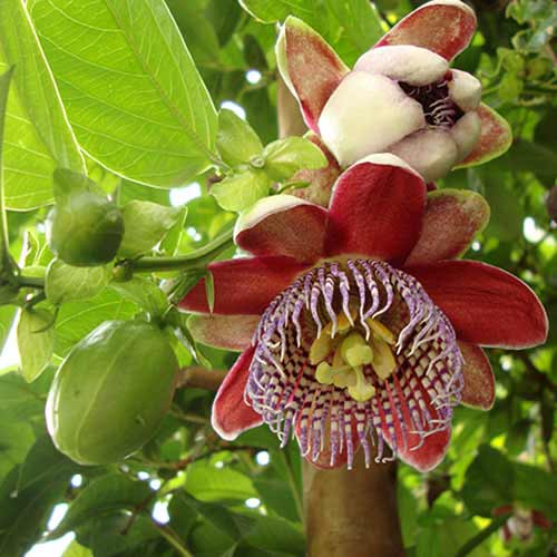 Pasiflora (Passiflora) Alata Red slika 1 interface.art 77815