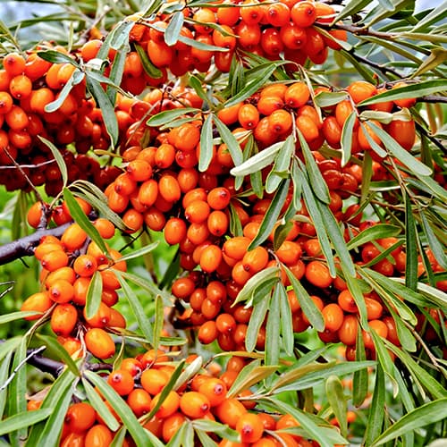 Pasji trn Friesdorfer Orange, P9 slika 1 interface.art 5856