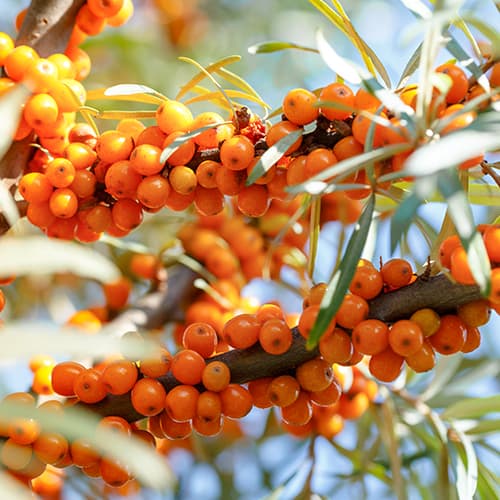 Pasji trn Nivelana, P9 slika 1 interface.art 5857