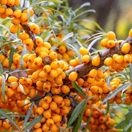 Pasji trn, P9 slika 1 interface.art 8282