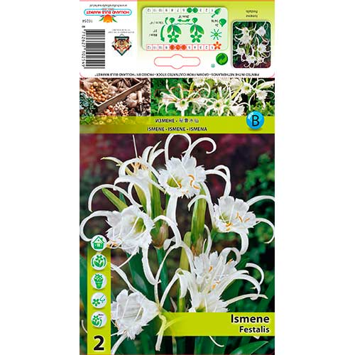 Pauk ljiljan Festalis slika 1 interface.art 76294