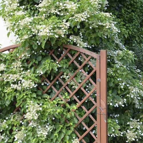 Penjačka hortenzija Mirranda, С2 slika 1 interface.art 8219