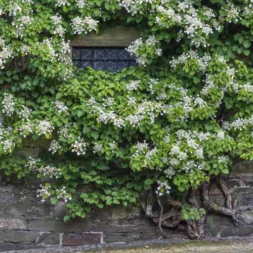 Penjačka hortenzija Take a chance ®, С2 slika 1 interface.art 8220