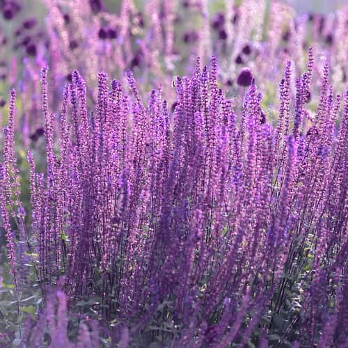 Perovskia atriplicifolia Little Spire, С2 slika 1 interface.art 7794