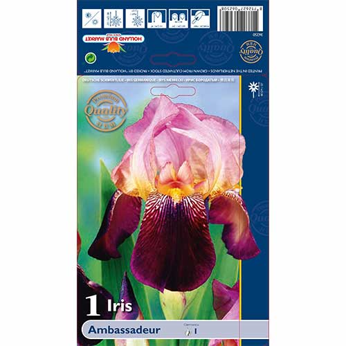 Perunike Ambassadeur slika 1 interface.art 76105