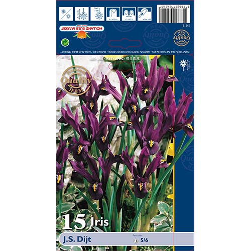 Perunike J.S. Dijt slika 1 interface.art 70225