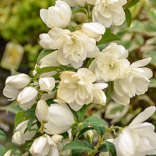 Philadelphus Snowbelle, С2 slika 1 interface.art 7795