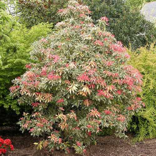 Pieris Flaming Silver slika 1 interface.art 77808