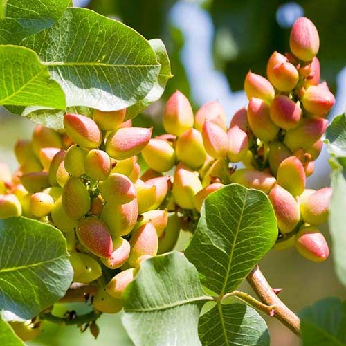 Pistacija Pontekes, С2 slika 1 interface.art 6942