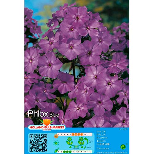 Plamen cvijeće (Phlox) Blue slika 1 interface.art 76489