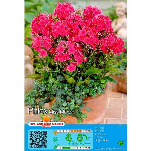 Plamen cvijeće (Phlox) Miss mary slika 1 interface.art 76490