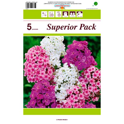 Plamen cvijeće (Phlox) mix multicolor slika 1 interface.art 76491