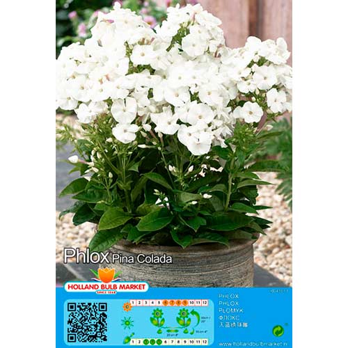 Plamen cvijeće (Phlox) Pina Colada slika 1 interface.art 76492