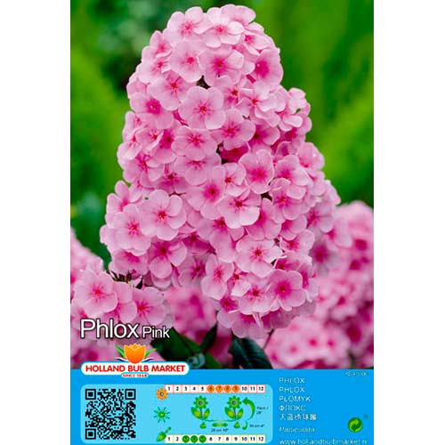 Plamen cvijeće (Phlox) Pink slika 1 interface.art 76493