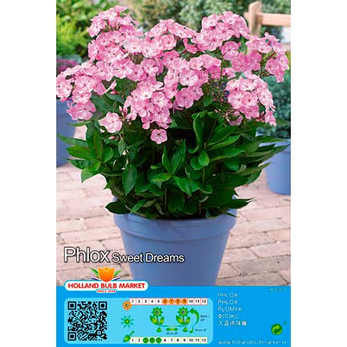 Plamen cvijeće (Phlox) Sweet Dreams slika 1 interface.art 76495