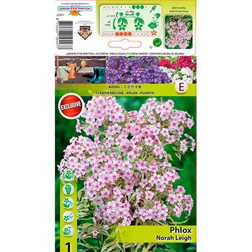 Plameni cvijet Nora Leigh slika 1 interface.art 70447