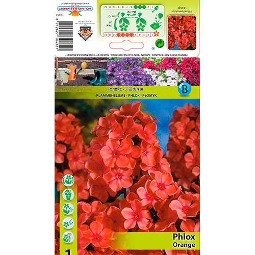 Plameni cvijet Paniculata Orange slika 1 interface.art 76617