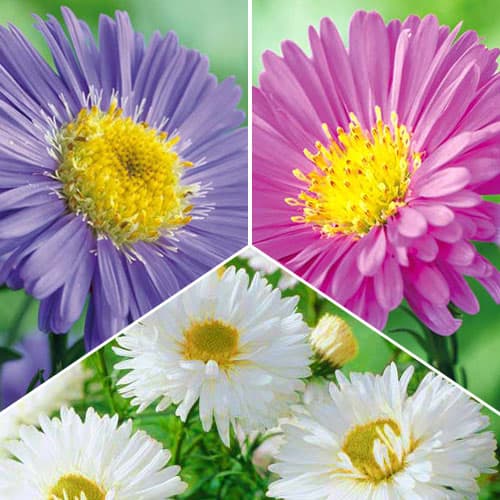 Posebna ponuda! Alpska astra, set od 3 sorte slika 1 interface.art 76517