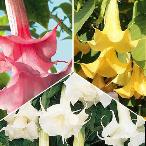 Posebna ponuda! Anđeoska truba, set od 3 varijante slika 1 interface.art 76658