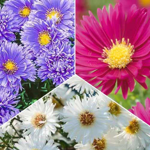 Posebna ponuda! Aster Novi-Belgii, set od 3 sorte slika 1 interface.art 70475