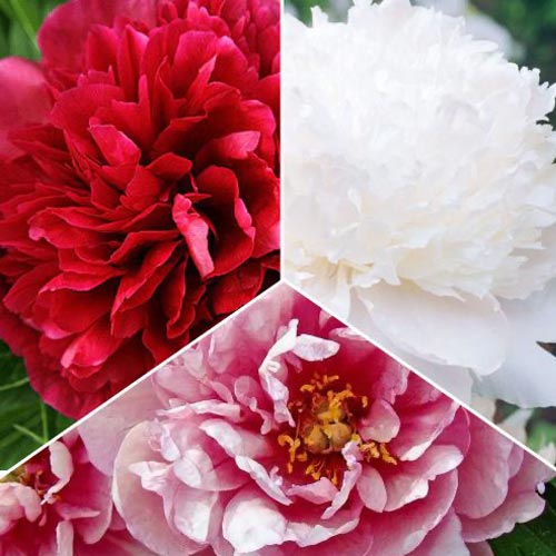 Posebna ponuda! Bujori, set de 3 soiuri slika 1 interface.art 77809