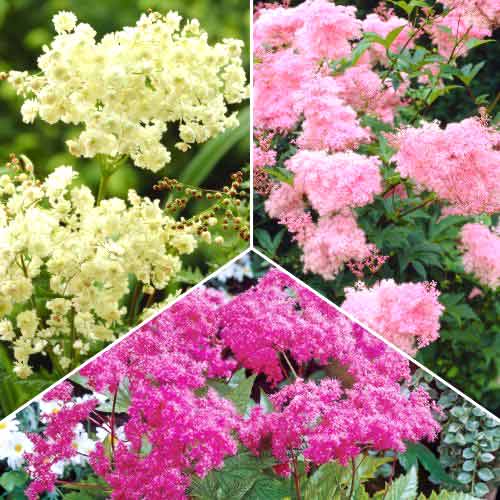 Posebna ponuda! Cretusca (Filipendula), set od 3 sorte slika 1 interface.art 70490