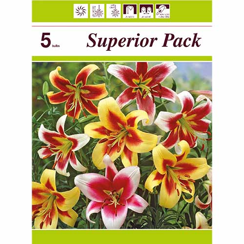 Ljiljan set (mješavina 5 sorti) slika 1 interface.art 76474