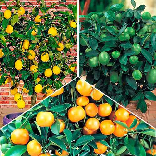 Posebna ponuda! Egzotična mješavina, set od 3 vrste slika 1 interface.art 76660