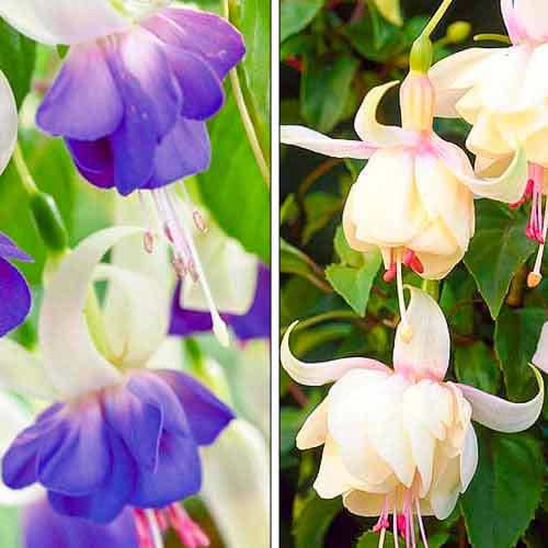 Posebna ponuda! Fuksija, set od 2 varijante slika 1 interface.art 76708