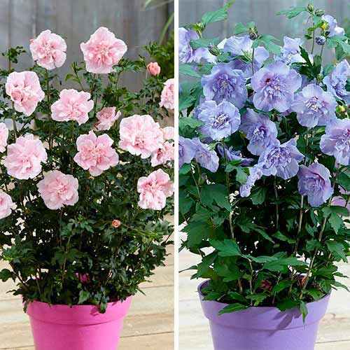 Posebna ponuda! Hibiskus, set od 2 sorte slika 1 interface.art 76661