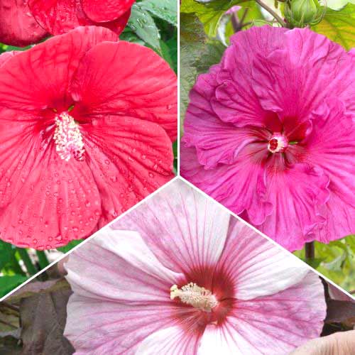 Posebna ponuda! Hibiskus, set od 3 vrste slika 1 interface.art 70492