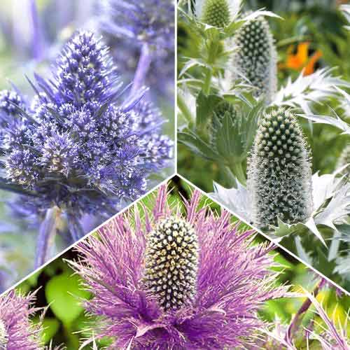 Posebna ponuda! Kotrljan (Eryngium), set od 3 vrste slika 1 interface.art 70488