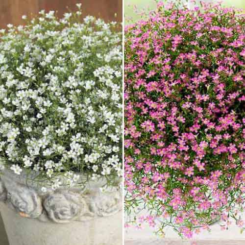 Posebna ponuda! Šlajer (gypsophila paniculata), set od 2 sorte slika 1 interface.art 70494
