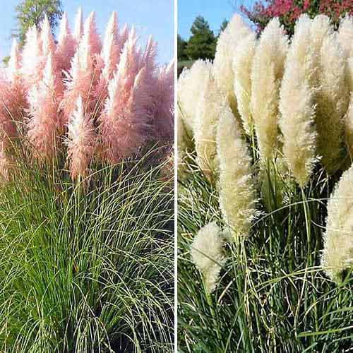 Posebna ponuda! Pampas trava, set od 2 vrste slika 1 interface.art 76680