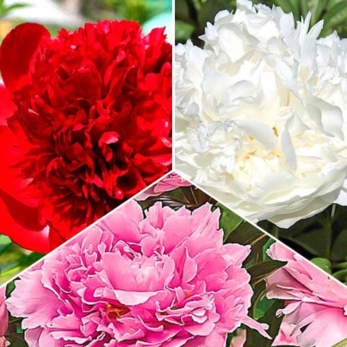 Božuri set (3 luk.) slika 1 interface.art 76507