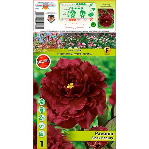 Potonika Black Beauty slika 1 interface.art 76335