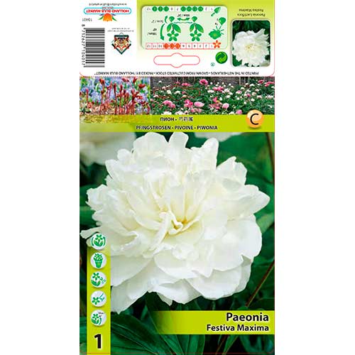 Božur Festiva Maxima slika 1 interface.art 76337