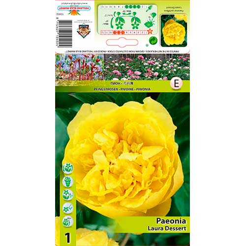 Božur Laura Dessert slika 1 interface.art 76614