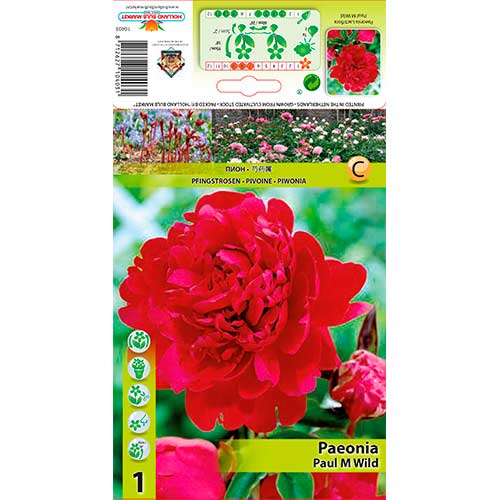 Božur Paul m Wild slika 1 interface.art 76338