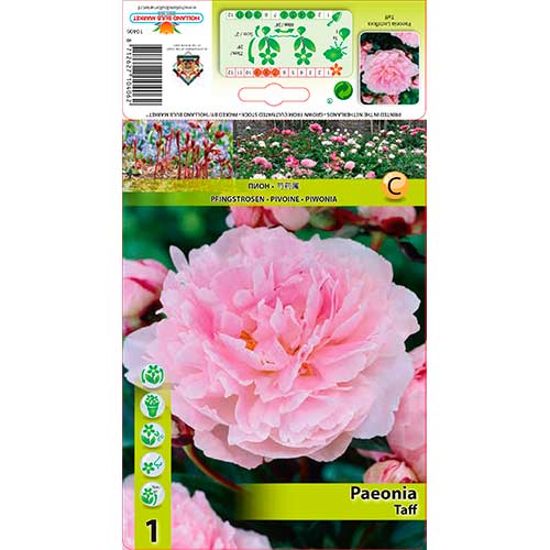 Božur Taff slika 1 interface.art 76341