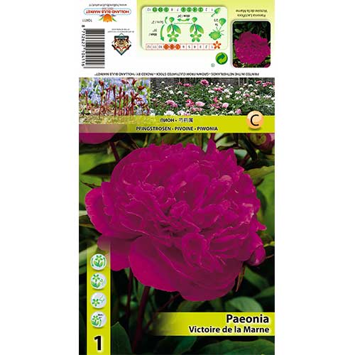 Potonika Victoire de La Marne slika 1 interface.art 70445