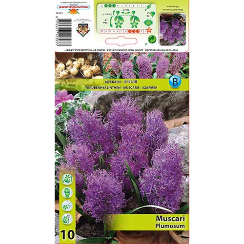 Presličica Plumosum slika 1 interface.art 70278