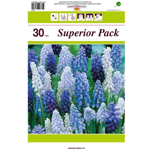 Muscari set, mix (30 luk.) slika 1 interface.art 67933